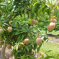 mango tree farm