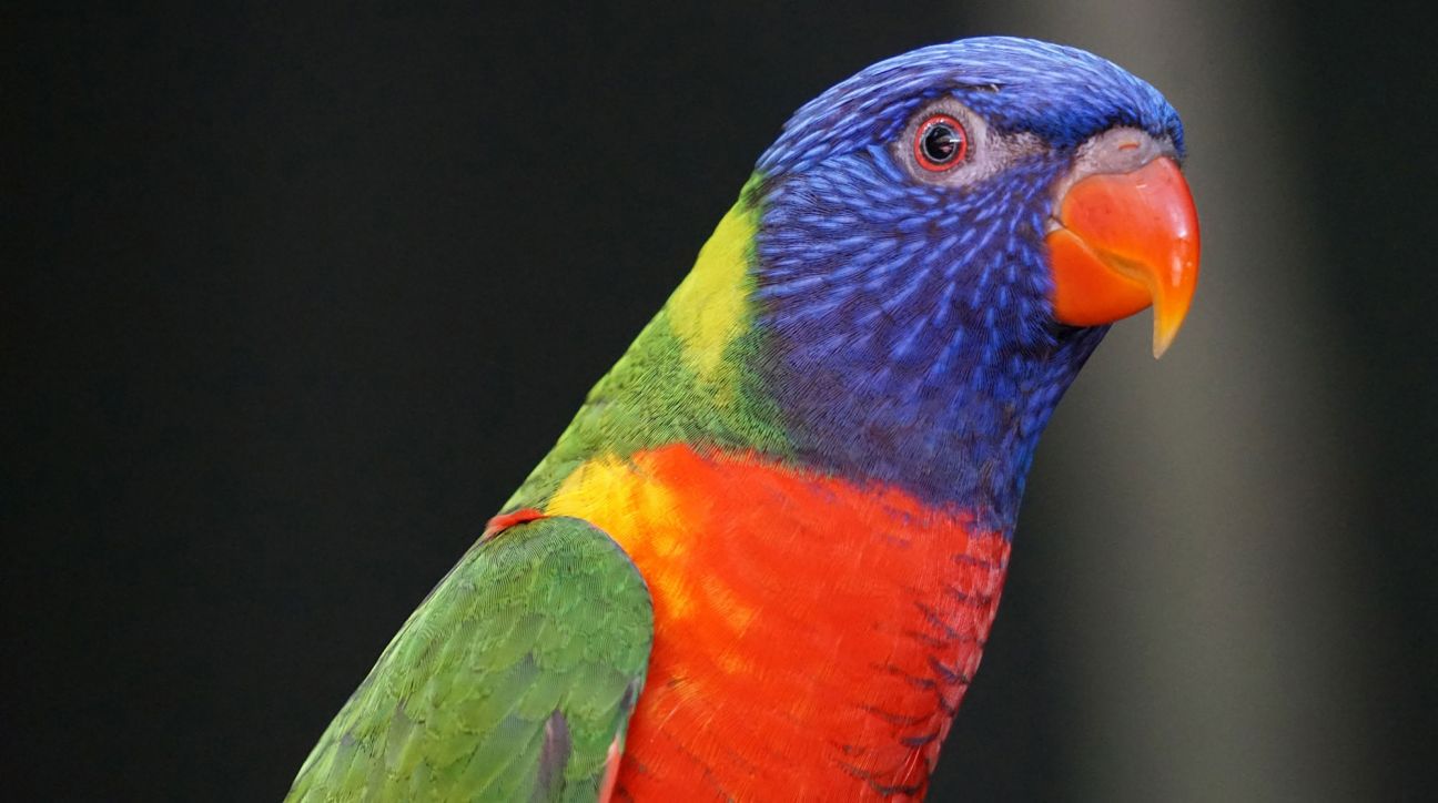 Photo of a rainbow lorrikeet